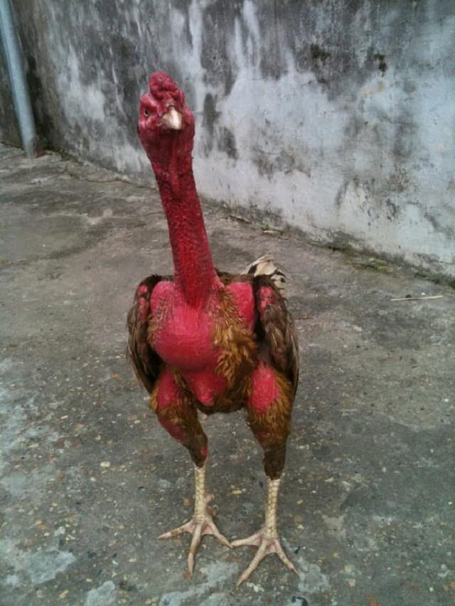 Xám Thần – Chiến kê đỉnh nhất tính đến thời điểm hiện tại Xám Thần – Chiến kê đỉnh nhất tính đến thời điểm hiện tại