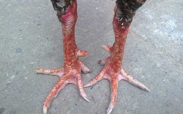 Vảy Tiểu Son thường có ở những chú gà thuộc loại ác tính Vảy Tiểu Son thường có ở những chú gà thuộc loại ác tính