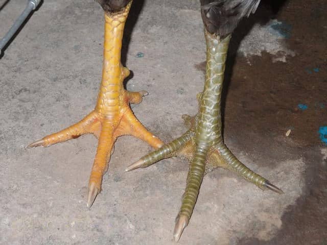 Những chú gà sở hữu vảy quý thường là các chiến kê tài ba, đá hay Những chú gà sở hữu vảy quý thường là các chiến kê tài ba, đá hay