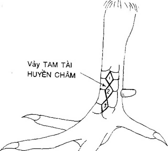 Những chiến kê có vảy gà tam tài huyền trâm được đánh giá cao trong trận chiến cựa sắt. Những chiến kê có vảy gà tam tài huyền trâm được đánh giá cao trong trận chiến cựa sắt.