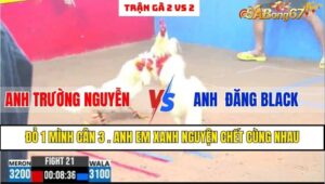 TRẬN GÀ 2 VS 2 CPC3 NGÀY 14/1/2025