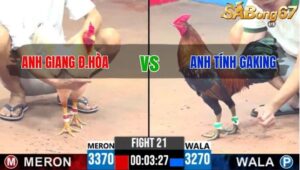 TRẬN 21 CPC3 25/05/2025 : ANH GIANG ĐỨC HÒA vs ANH TÍNH GAKING