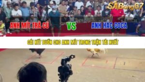 TRẬN 14 TONHON 27/9/2025