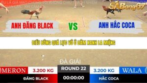 TRẬN 22 TONHON NGÀY 14/11/2025