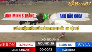 TRẬN 29 TONHON 28/11/2025