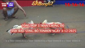 3 TRẬN CHỒNG ĐỘ CỦA ANH BẢO STING
