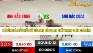 TRẬN 12 TONHON 31/12/2025