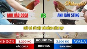 TRẬN 24 TONHON 31/12/2025