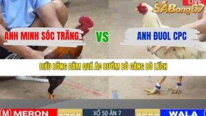 TRẬN 7 TONHON 31/12/2025