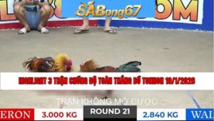 3 TRẬN CHỒNG ĐỘ BỒ TONHON NGÀY 19/1/2026