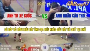 TRẬN 11 XÀ XÍA 14/1/2026