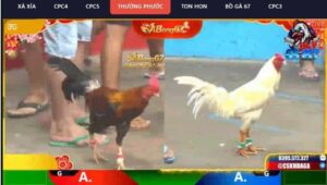 bồ gà Thường Phước