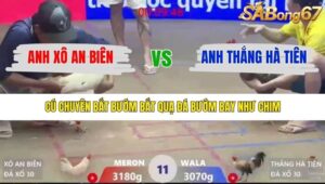 TRẬN 11 XÀ XÍA 19/1/2026