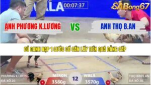 TRẬN 12 XÀ XÍA 12/1/2026