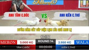 TRẬN 14 TONHON 28/1/2026