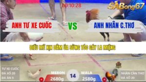 TRẬN 14 XÀ XÍA 13/1/2026