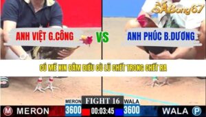 TRẬN 16 CPC3 18/1/2026