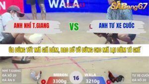 TRẬN 16 XÀ XÍA 28/1/2026