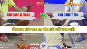 TRẬN 31 XÀ XÍA 26/1/2026