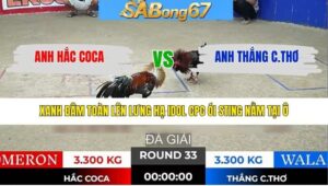 TRẬN 33 TONHON 28/1/2026