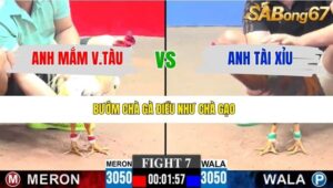 TRẬN 7 CPC3 11/1/2026