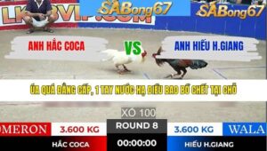 TRẬN 8 TONHON 28/1/2026