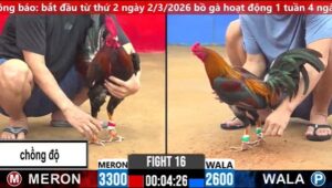 TRẬN 16 CPC2 17/3/2026