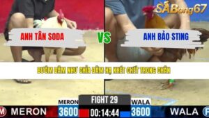 TRẬN 29 CPC2 25/3/2026