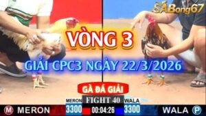 Vòng 3 giải gà tự do bồ C3